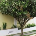 Planta ornamental é hospedeira do inseto que transmite doença que já comprometeu metade dos pomares de SP - Foto: Divulgação/Governo de MS