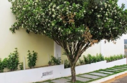 Planta ornamental é hospedeira do inseto que transmite doença que já comprometeu metade dos pomares de SP - Foto: Divulgação/Governo de MS