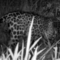 O flagrante de Miranda e seu filhote foi realizado por armadilhas fotográficas instaladas pela equipe do projeto Onçafari Foto: Governo de MS