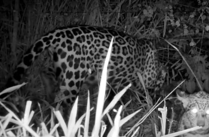 O flagrante de Miranda e seu filhote foi realizado por armadilhas fotográficas instaladas pela equipe do projeto Onçafari Foto: Governo de MS