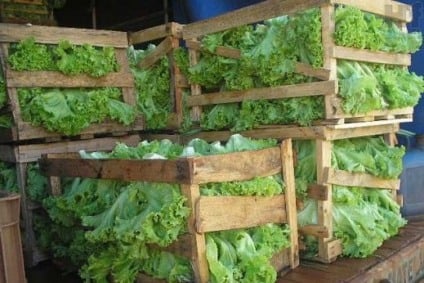 A alface foi um dos produtos com maior redução no valor. - Foto: Divulgação