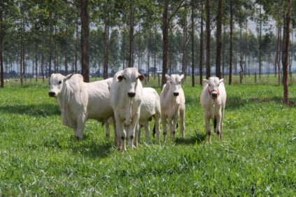 Rebanho bovino de Mato Grosso do Sul é um dos maiores do país - Foto: Reprodução/Embrapa Gado de Corte