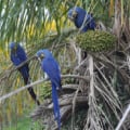 Espécie é considerada vulneravel pela União Internacional para a Conservação da Natureza e dos Recursos Naturais - Foto: Reprodução/ IUCN