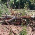 Casos são investigados por supressão ilegal de vegetação nativa - Foto: Reprodução/ MPMS