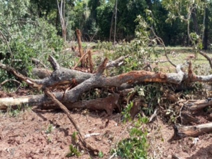 Casos são investigados por supressão ilegal de vegetação nativa - Foto: Reprodução/ MPMS