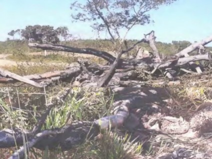 Infração foi identificada durante uma fiscalização da PMA - Foto: Reprodução/ MPMS