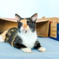 A castração é garantida para os pets que forem adotados - Foto: Reprodução Prefeitura de Campo Grande