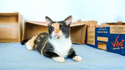 A castração é garantida para os pets que forem adotados - Foto: Reprodução Prefeitura de Campo Grande