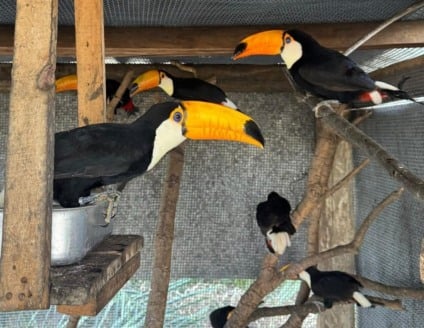 Animais reabilitados voltam à natureza no Pantanal em ação do Imasul
