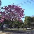 Ipês transformam Três Lagoas em jardim a céu aberto