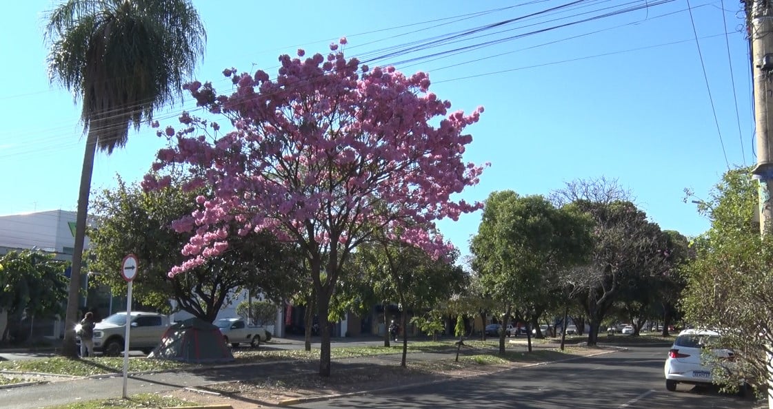 Três Lagoas se enche de cor e encanto neste período do ano com a florada dos ipês, que pintam ruas e avenidas com tons de rosa, roxo, branco e amarelo. Foto: Reprodução/TVC HD.