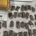 Foram fencontradas 48 porções de maconha já preparadas para comercialização - Foto: Reprodução/ PCMS