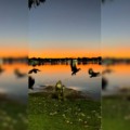 Moradora de Três Lagoas grava momento exato em que jacaré tenta se alimentar na Lagoa Maior