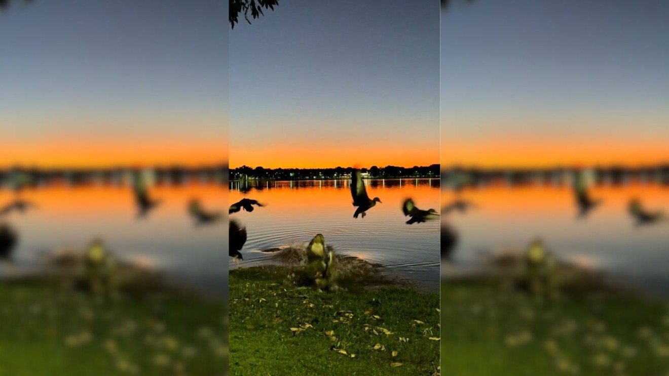 Horas depois de gravar o vídeo, ela e sua amiga retornaram ao local e o jacaré ainda estava lá, observando a movimentação fora da lagoa, o que gerou ainda mais espanto. Foto: Reprodução/Mídias Sociais.