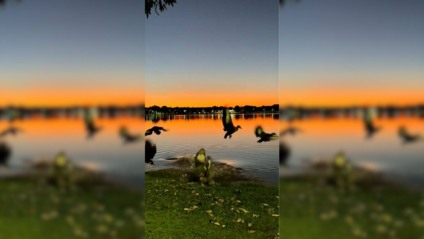 Moradora de Três Lagoas grava momento exato em que jacaré tenta se alimentar na Lagoa Maior