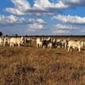 Chave para atravessar esse período está no planejamento nutricional - Foto: Reprodução/ Pecuaria de Precisao