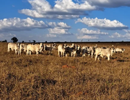 Chave para atravessar esse período está no planejamento nutricional - Foto: Reprodução/ Pecuaria de Precisao