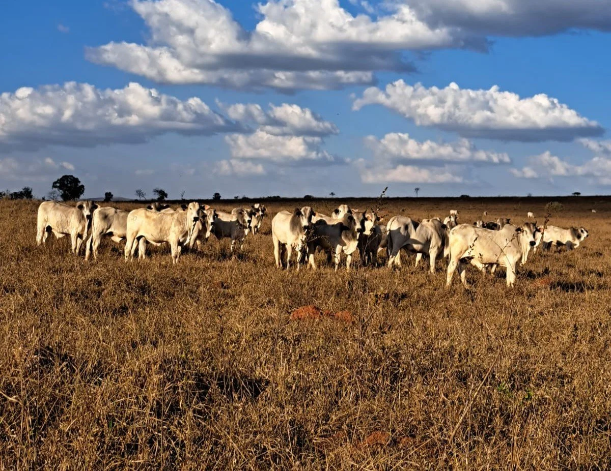 Chave para atravessar esse período está no planejamento nutricional - Foto: Reprodução/ Pecuaria de Precisao