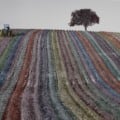 Teia Criativa abre inscrições para exposição de bordados e oficina de foto-bordado com artista consagrado