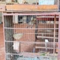 Bicudo estava entre os 22 pássaros mantidos ilegalmente em residência no bairro Rita Vieira - Foto: Divulgação/PMA
