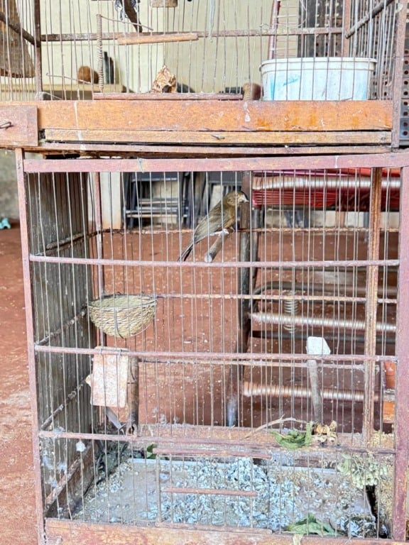 Bicudo estava entre os 22 pássaros mantidos ilegalmente em residência no bairro Rita Vieira - Foto: Divulgação/PMA
