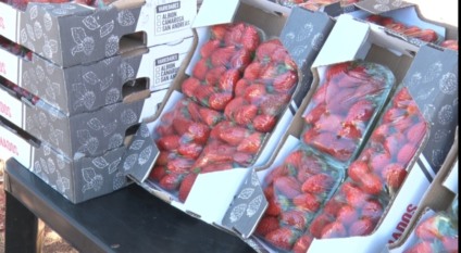 Febre do ‘Morango do Amor’ esvazia prateleiras e dispara preços em Três Lagoas