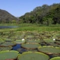 Propriedades com vegetação nativa excedente poderão receber até R$ 100 mil por ano - Foto: Agência de Notícias MS
