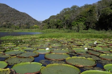 Propriedades com vegetação nativa excedente poderão receber até R$ 100 mil por ano - Foto: Agência de Notícias MS