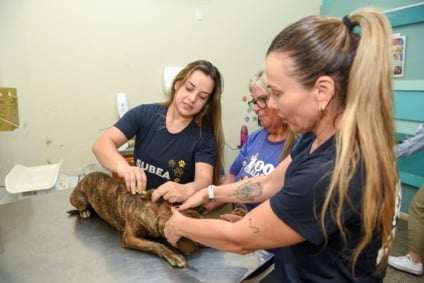 Já é o terceiro caso de brucelose canina em Campo Grande neste ano - Foto: Reprodução/Prefeitura de Campo Grande