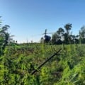 Operação conjunta destruiu 208 hectares de plantações de maconha - Foto: Divulgação/Senad