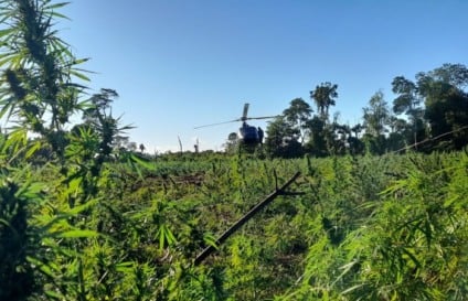 Operação conjunta destruiu 208 hectares de plantações de maconha - Foto: Divulgação/Senad