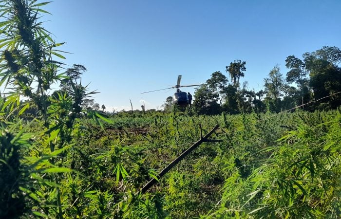 Operação conjunta destruiu 208 hectares de plantações de maconha - Foto: Divulgação/Senad