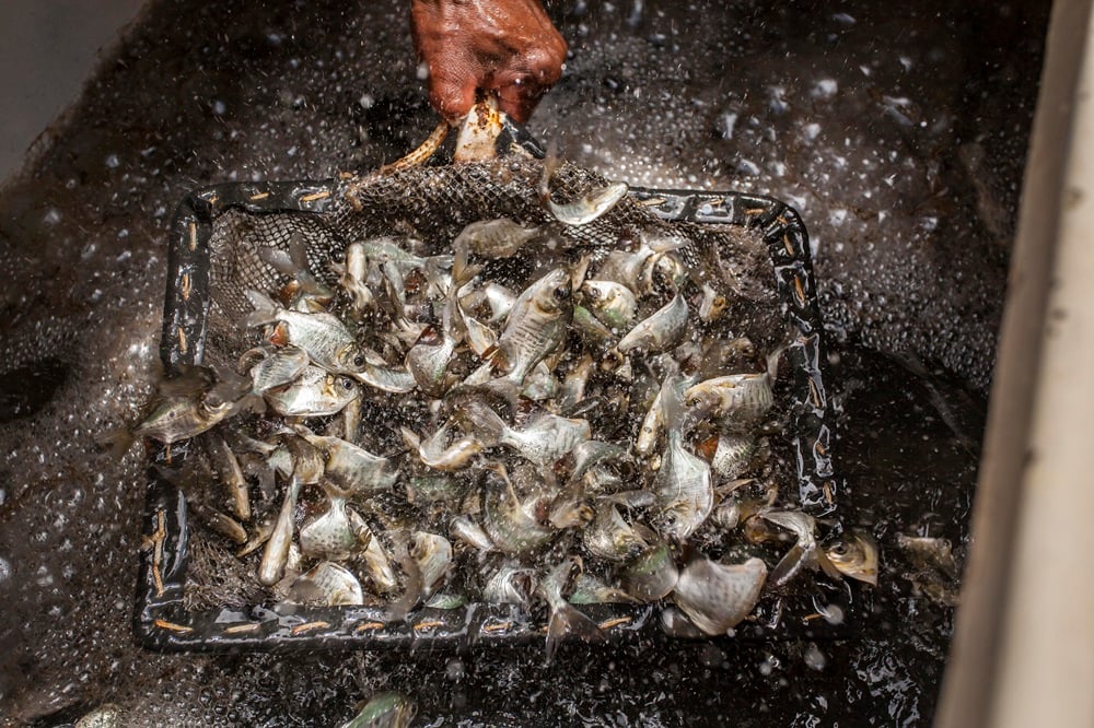 Curso orienta o setor sobre os conceitos que pautam o mercado internacional - Foto: Divulgação/Embrapa