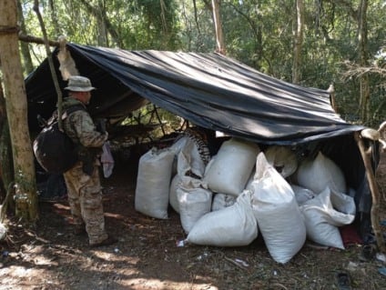 Ação conjunta atingiu recorde de entorpecentes erradicados - Foto: Divulgação/PF