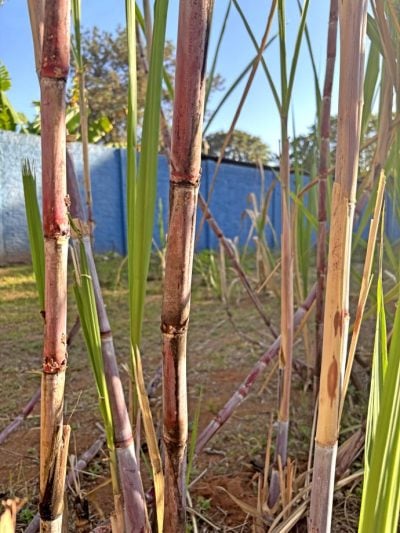 Cana-de-açúcar é usada como paliativo natural no acolhimento de pessoas em situação de rua em Três Lagoas