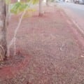 Canteiro de avenida mostra vegetação seca e vulnerável: risco de queimadas aumenta em Paranaíba com a umidade do ar em níveis de alerta 