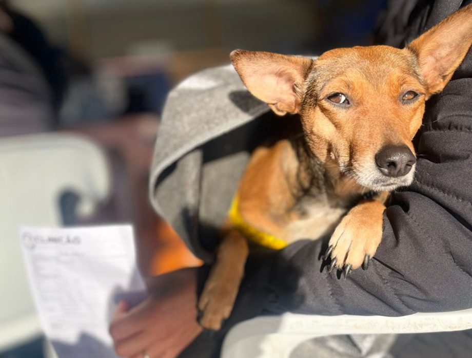 O objetivo é garantir a organização, segurança e eficiência do atendimento à população e aos animais. Foto: Divulgação/Assessoria.