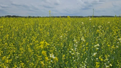 Carinata passa a ter imposto recolhido apenas após industrialização - Foto: Divulgação/Semadesc