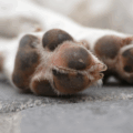 Um dos animais foi atacado por outro cachorro após escapar da guia - Foto: Reprodução/ Freepik