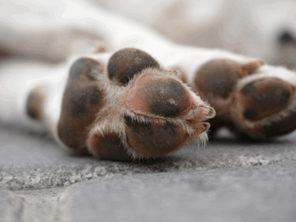 Um dos animais foi atacado por outro cachorro após escapar da guia - Foto: Reprodução/ Freepik