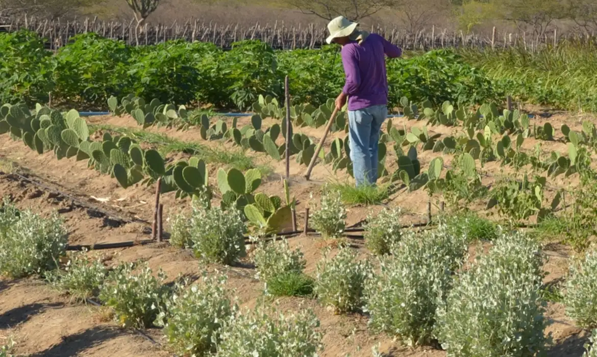 Trabalhadores do campo têm direito à aposentadoria com idade reduzida - Foto: Arquivo/Agência Brasil Trabalhadores do campo têm direito à aposentadoria com idade reduzida - Foto: Arquivo/Agência Brasil