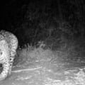 Vídeos feitos em área de conservação do Pantanal mostram animais se aproximando da câmera do IHP - Foto: Reprodução/IHP