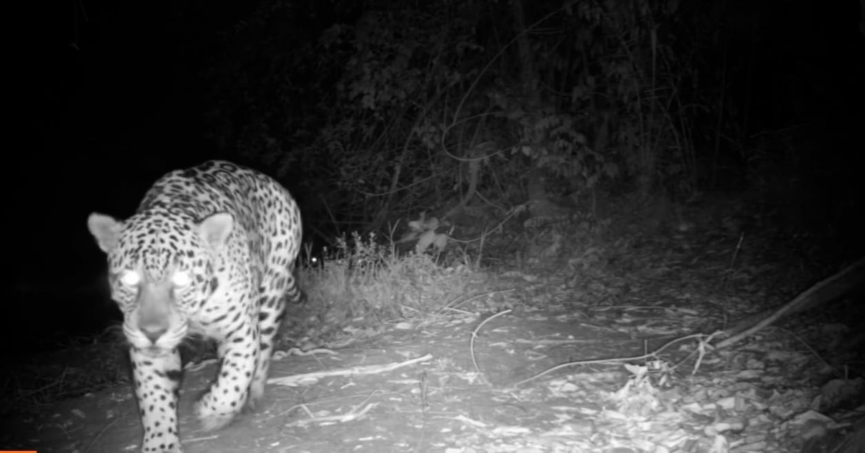 Vídeos feitos em área de conservação do Pantanal mostram animais se aproximando da câmera do IHP - Foto: Reprodução/IHP