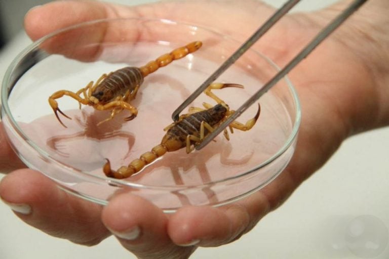 Aumento da temperatura e da umidade favorece a reprodução e circulação desses animais - Foto: divulgação 