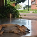 Número de animais abandonados aumenta, preocupa autoridades e deixa população em alerta - Foto/Dilvulgação