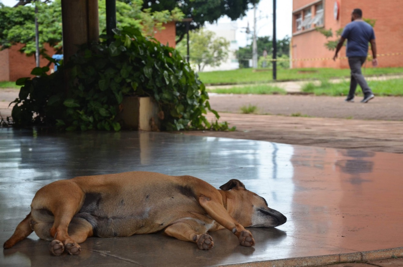 Número de animais abandonados aumenta, preocupa autoridades e deixa população em alerta - Foto/Dilvulgação