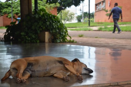 Número de animais abandonados aumenta, preocupa autoridades e deixa população em alerta - Foto/Dilvulgação