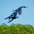 Araras Azuis em céu de Mato Grosso do Sul - Foto: Reprodução/Gabriela Astorga