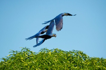 Araras Azuis em céu de Mato Grosso do Sul - Foto: Reprodução/Gabriela Astorga