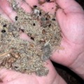 Infestação de cascudinho (Alphitobius diaperinus) em galpão avícola- Foto: Reprodução/ Ruraltec